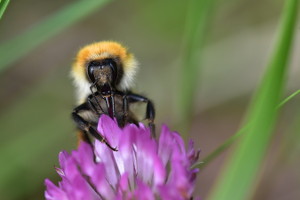 Bourdon